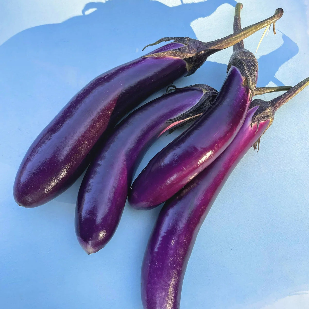 Eggplant Pashmina Headwrap