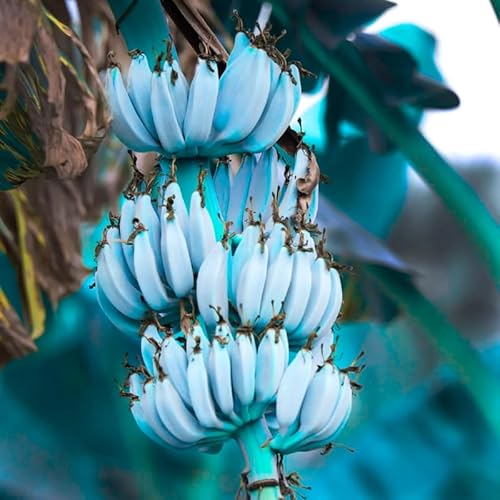 Blue Java Banana Lightweight Headwrap