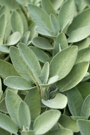 Sage Pashmina Headwrap