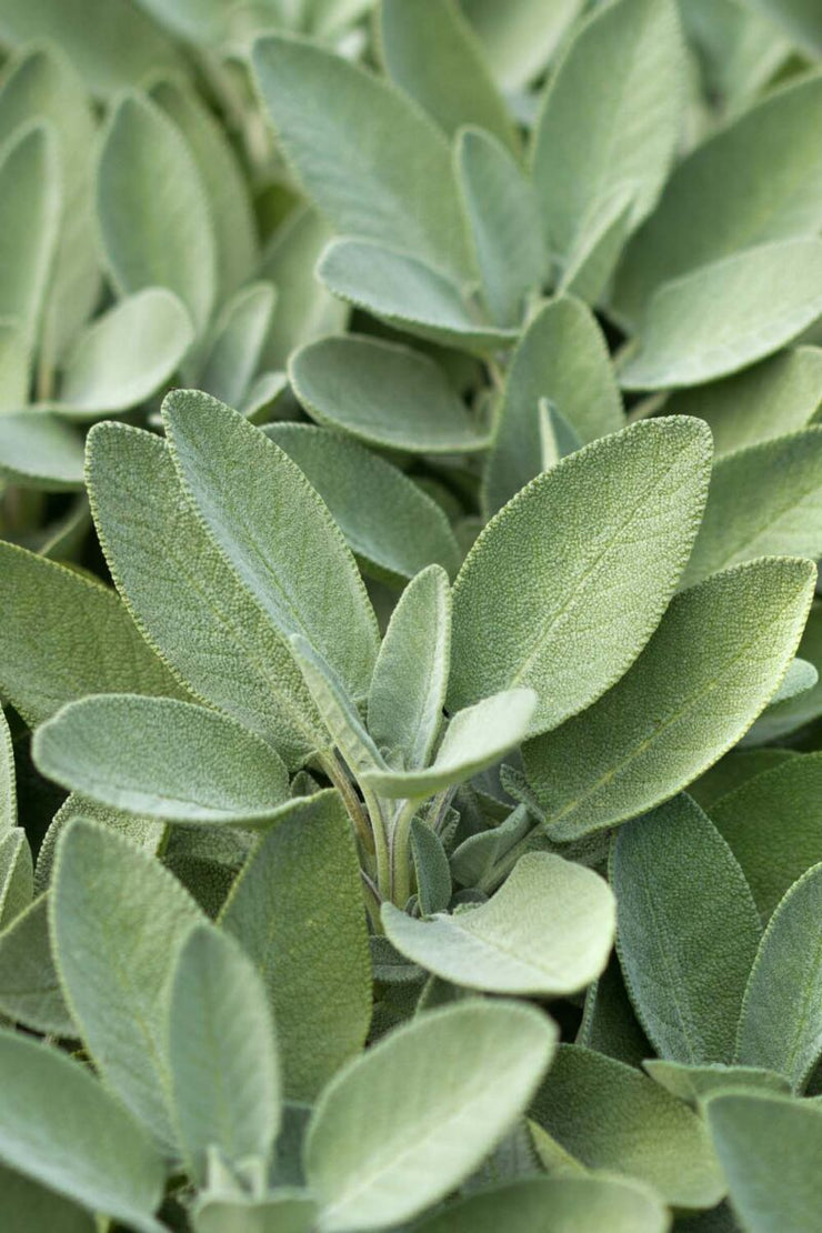 Sage Pashmina Headwrap