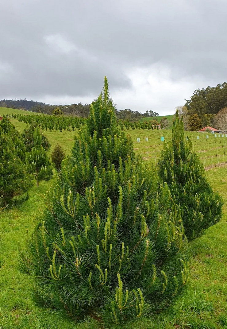 Pine Tree Stretchy Ribbed Scarf Headwrap