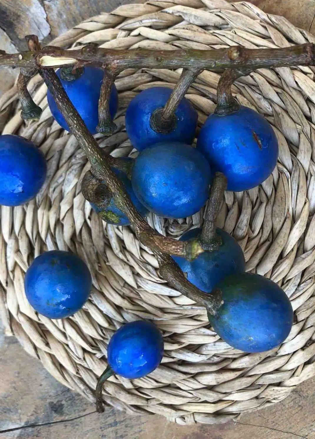 Blue Olive Pashmina Headwrap