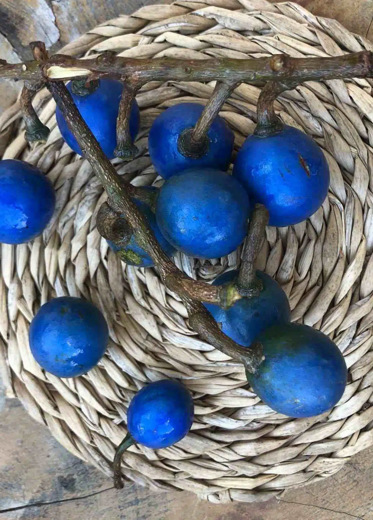 Blue Olive Pashmina Headwrap