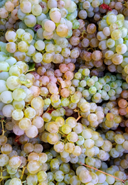 White Grape Jersey Knit Headwraps