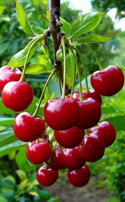 Red Cherry Stretchy Ribbed Scarf Headwrap