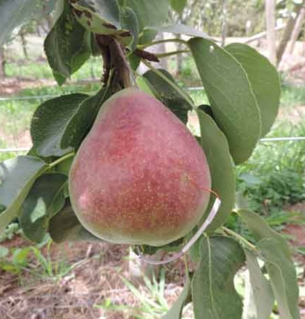 Blush Pear Stretchy Ribbed Scarf Headwrap