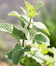 Spearmint Stretchy Ribbed Scarf Headwrap